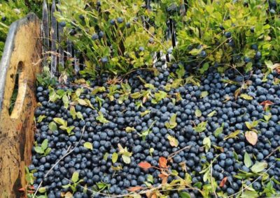 La Botteghina del Bosco